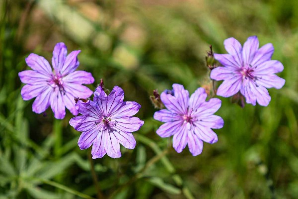 Allphotokz Aksu Zhabagly 20260507 0381 D810 FW